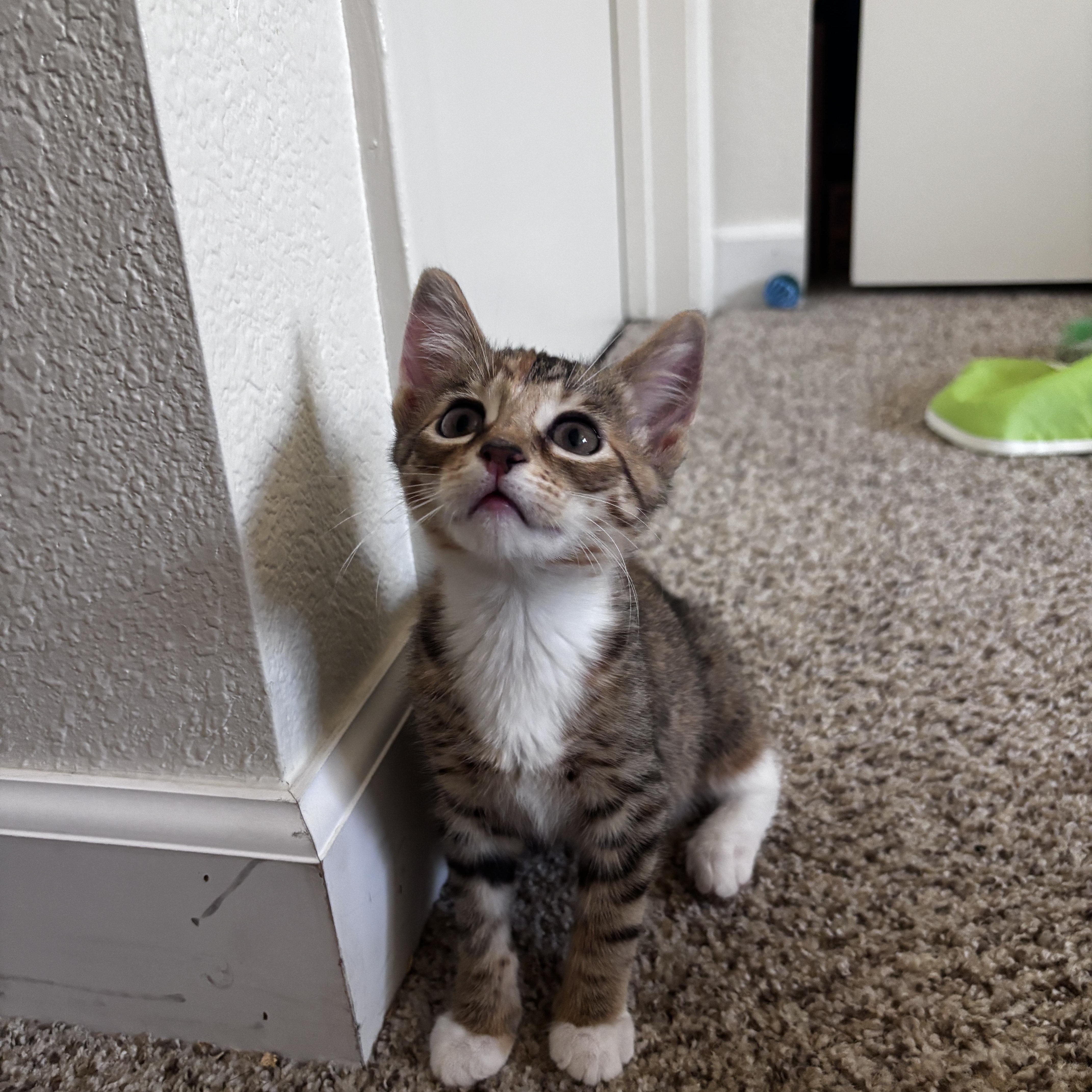 Cinnamon, an adoptable Domestic Short Hair in Davis, CA image 5/6