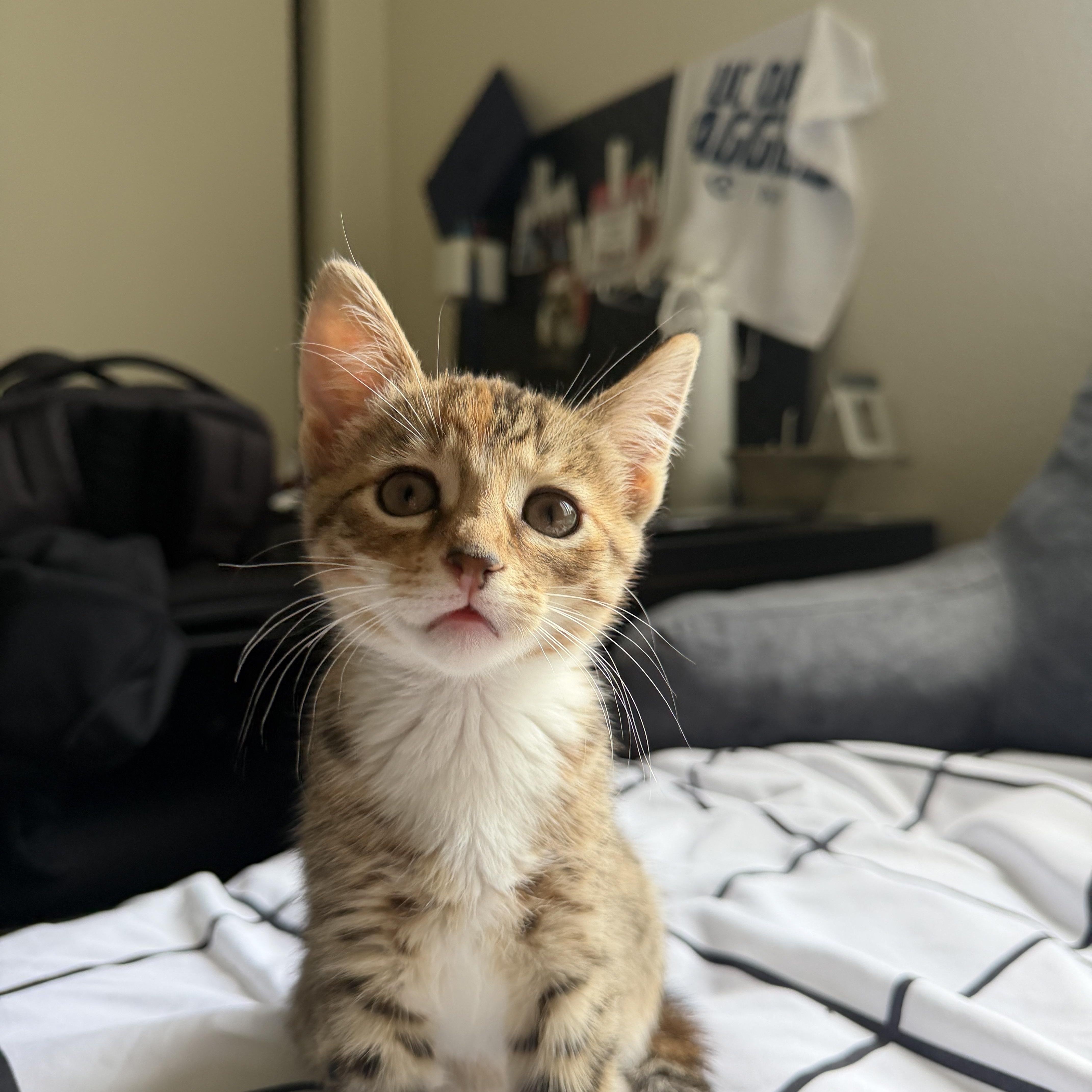 Cinnamon, an adoptable Domestic Short Hair in Davis, CA image 4/6