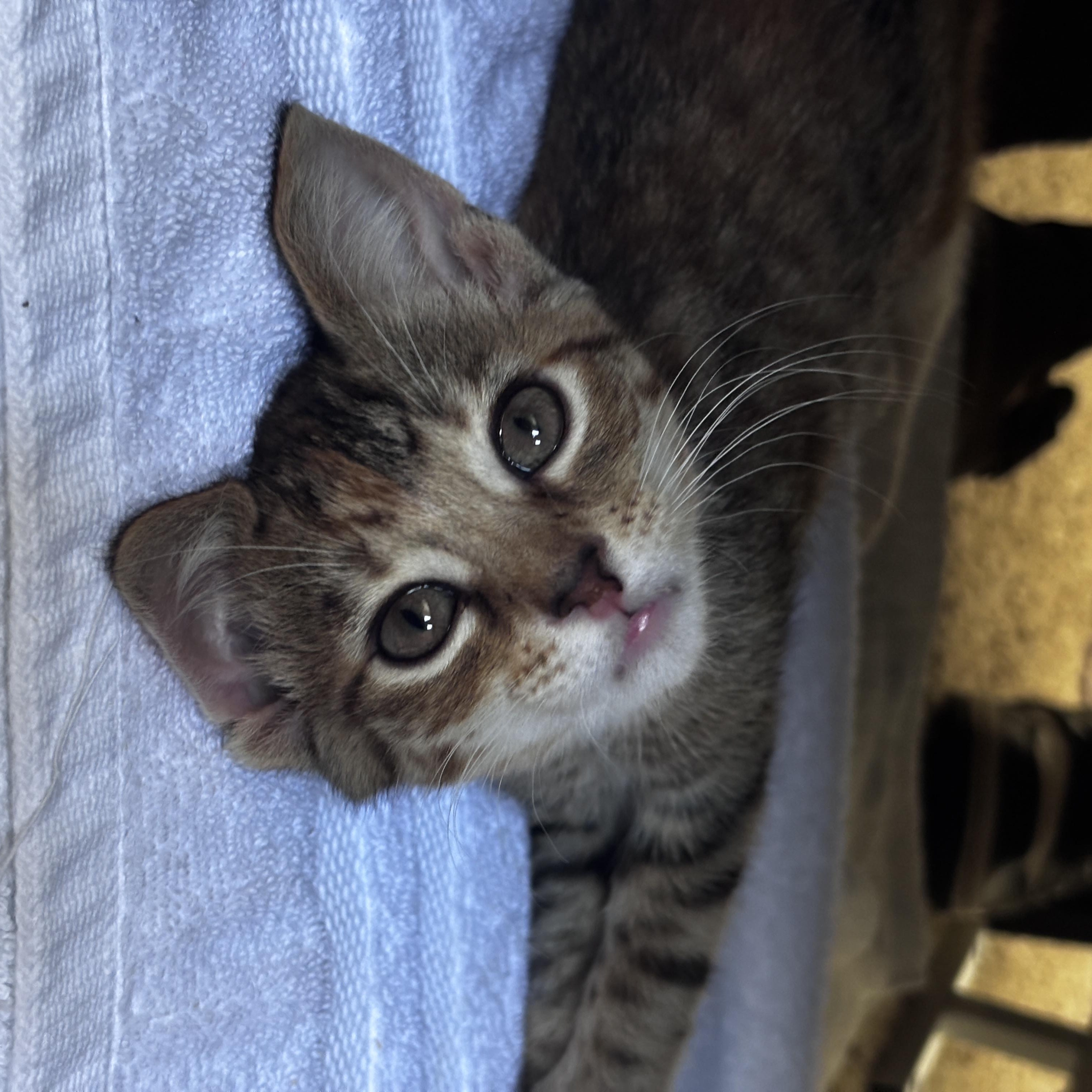 Cinnamon, an adoptable Domestic Short Hair in Davis, CA image 6/6