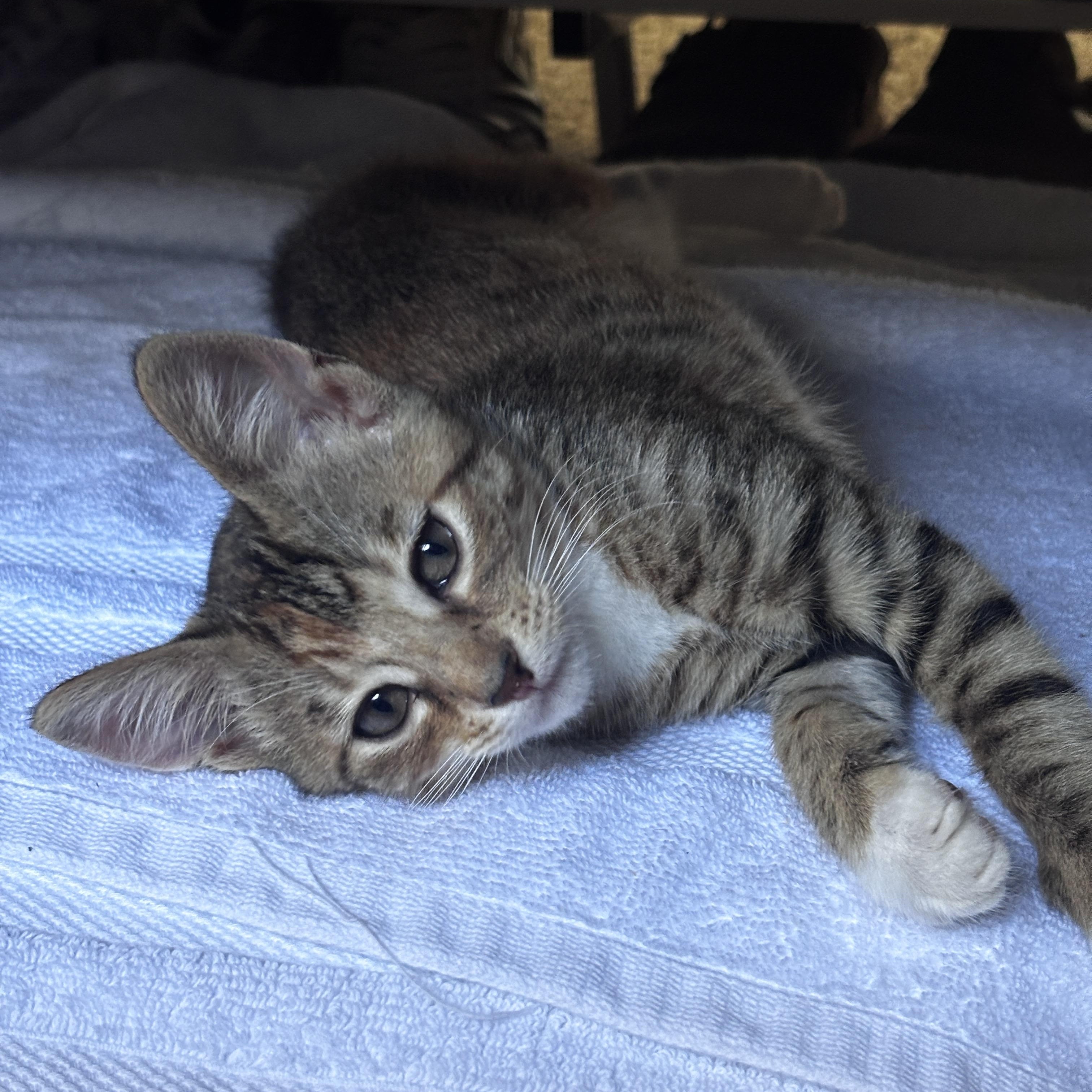 Cinnamon, an adoptable Domestic Short Hair in Davis, CA image 2/6