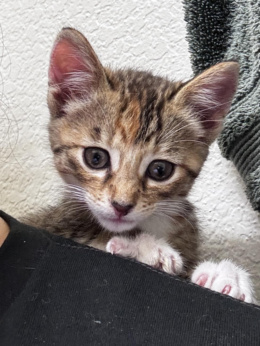 Cinnamon, adoptable, Kitten Female Domestic Short Hair.