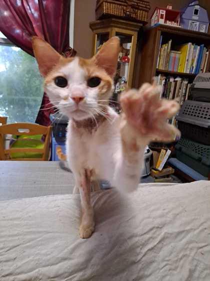 Enlarge Malibu, a Adoptable Domestic Short Hair in Knoxville, TN image 1/3