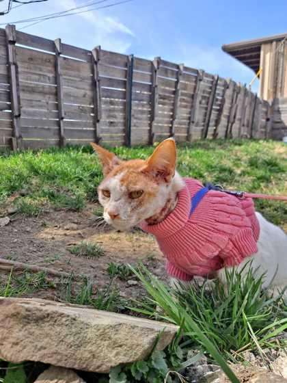 Enlarge Malibu, a Adoptable Domestic Short Hair in Knoxville, TN image 2/3