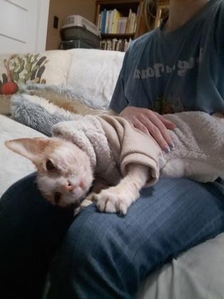 Enlarge Malibu, a Adoptable Domestic Short Hair in Knoxville, TN image 3/3