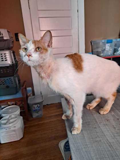 Enlarge Malibu, a Adoptable Domestic Short Hair in Knoxville, TN image 3/3