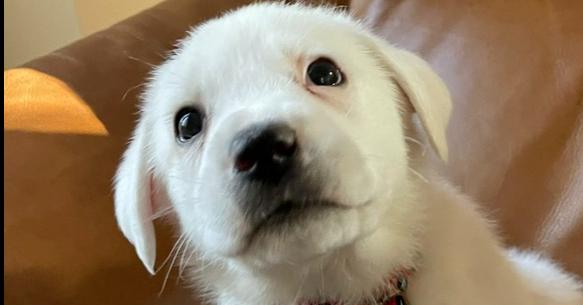 Uno, Adopted, Young Female Great Pyrenees.