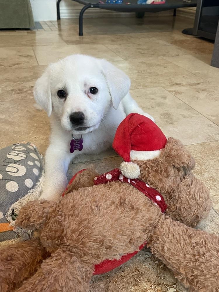 Enlarge Uno, a Adopted mixed breed in Richardson, TX image 2/4