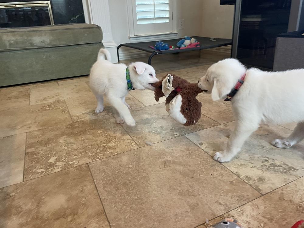 Enlarge Uno, a Adopted mixed breed in Richardson, TX image 4/4
