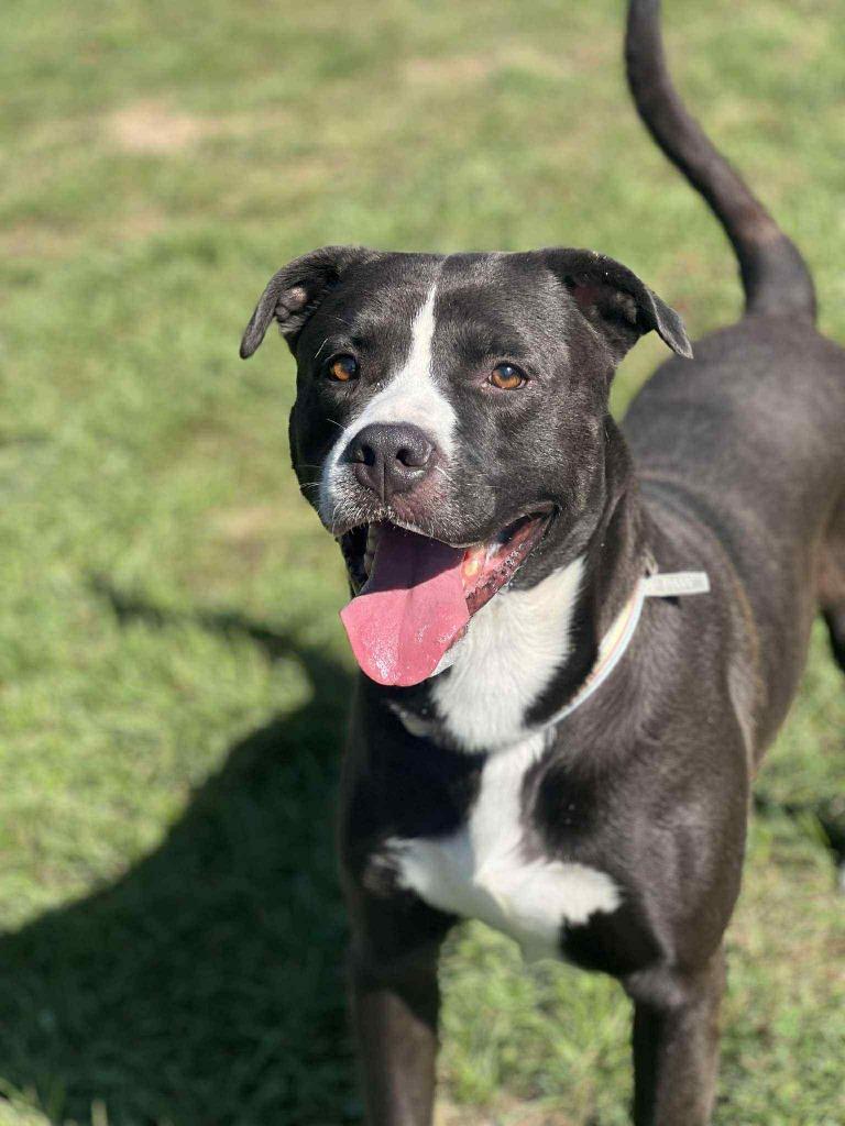 Dolph, Adoptable, Adult Male Labrador Retriever & Pit Bull Terrier.