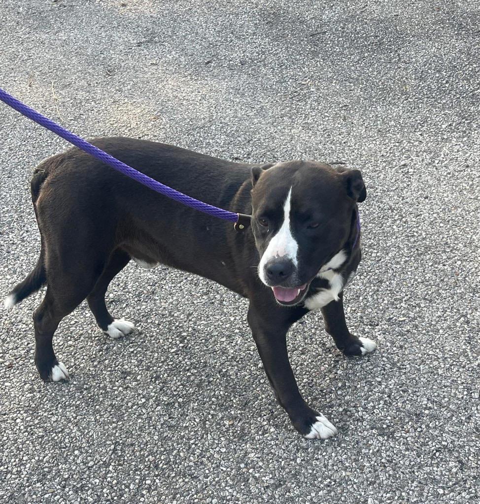 Dolph, Adoptable, Adult Male Labrador Retriever & Pit Bull Terrier.