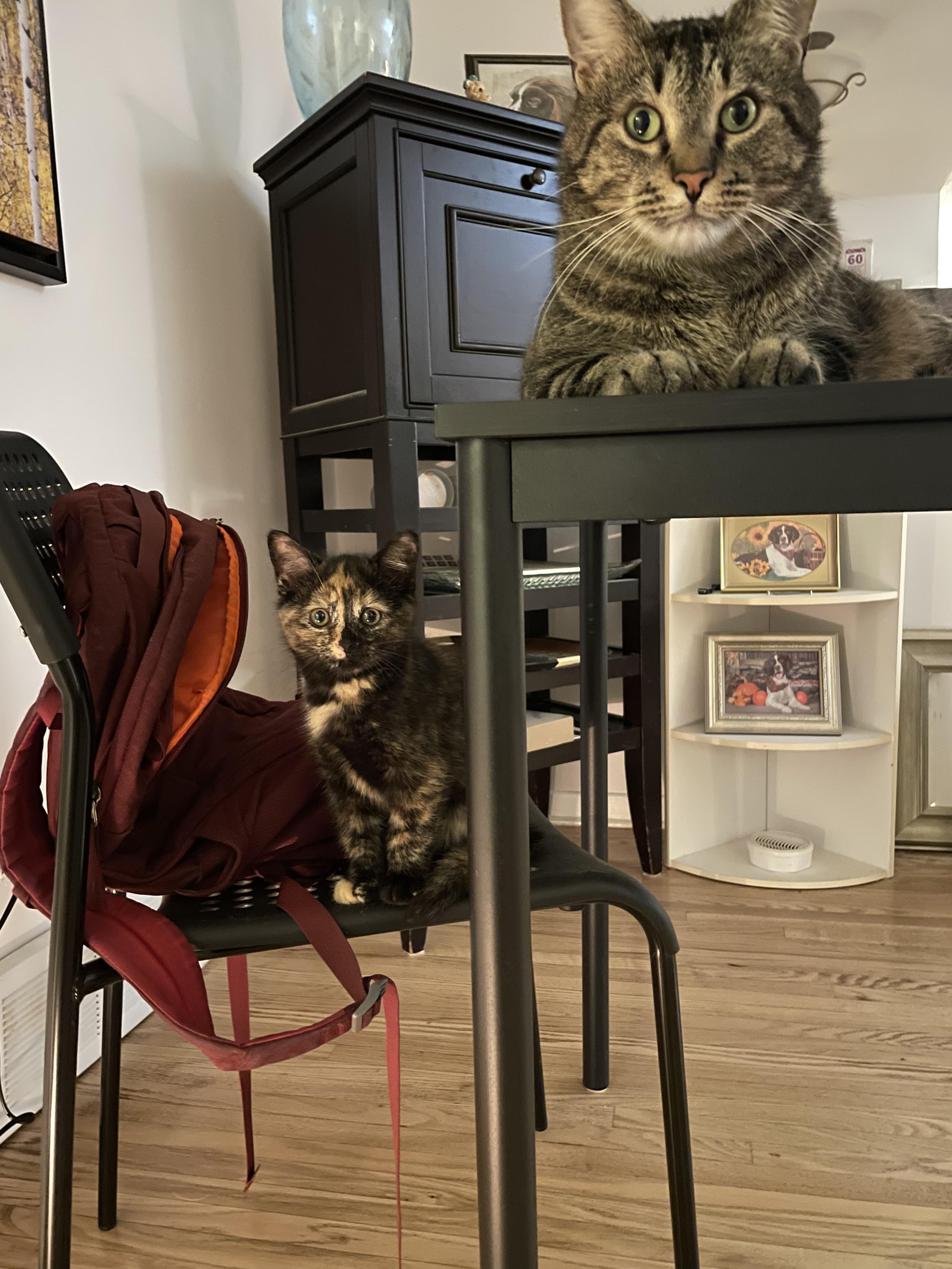 Cat for adoption Leonora (Leo), a Domestic Short Hair in Ottawa, ON