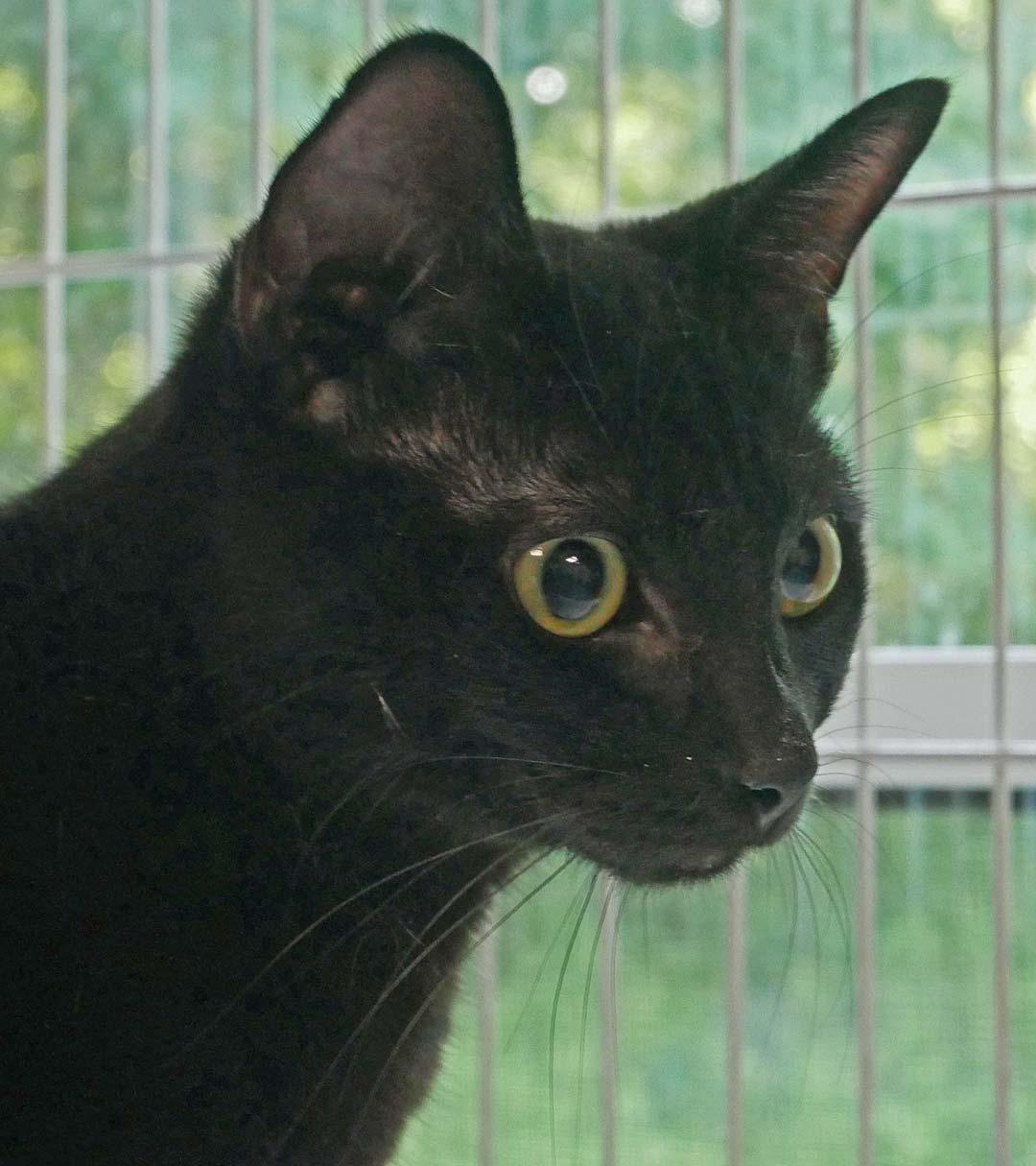 Oliver, ADOPTABLE, Young Male Domestic Short Hair & Bombay.
