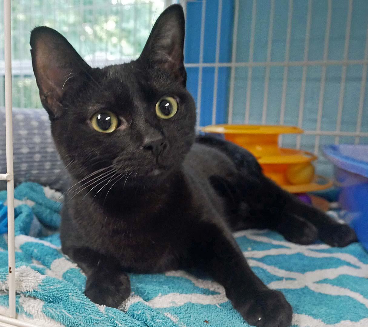 Enlarge Oliver, a ADOPTABLE mixed breed in Bloomingdale, NJ image 3/3