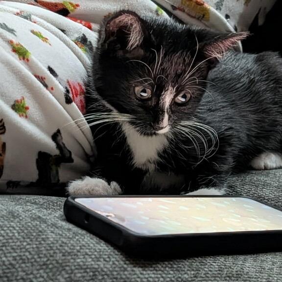 Joy, Adoptable, Kitten Female Domestic Short Hair.