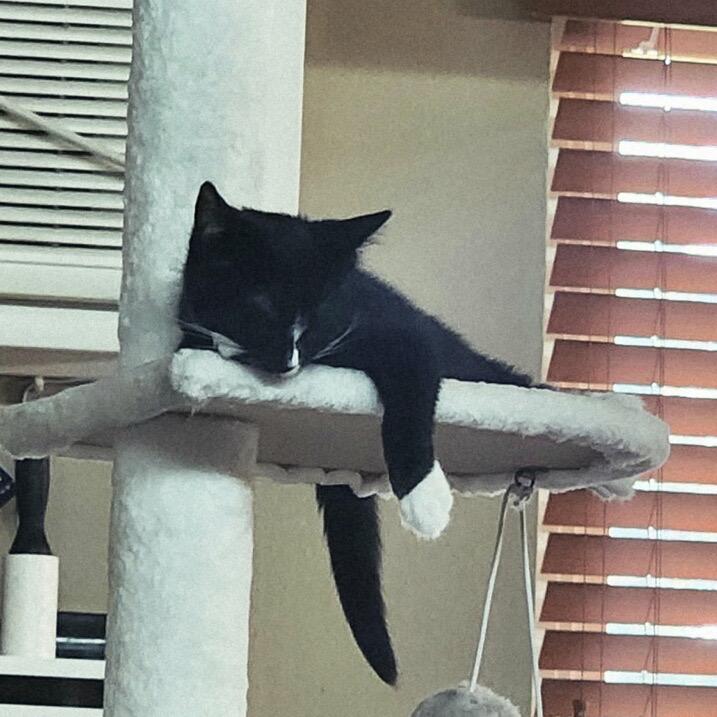 Joy, a Adoptable Domestic Short Hair in Peyton, CO image 3/4