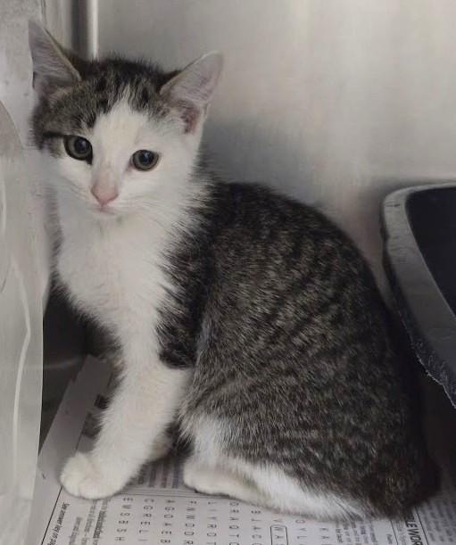 Luke, Adoptable, Young Male Domestic Short Hair.
