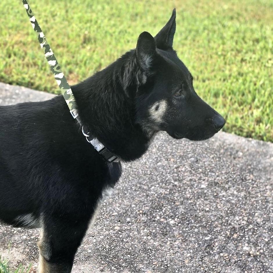 Peg Leg Pete, Adoptable, Adult Male German Shepherd Dog & Australian Cattle Dog / Blue Heeler.
