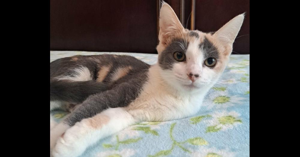 Enlarge Pebbles, a Adoptable mixed breed in Groveland, MA image 1/4
