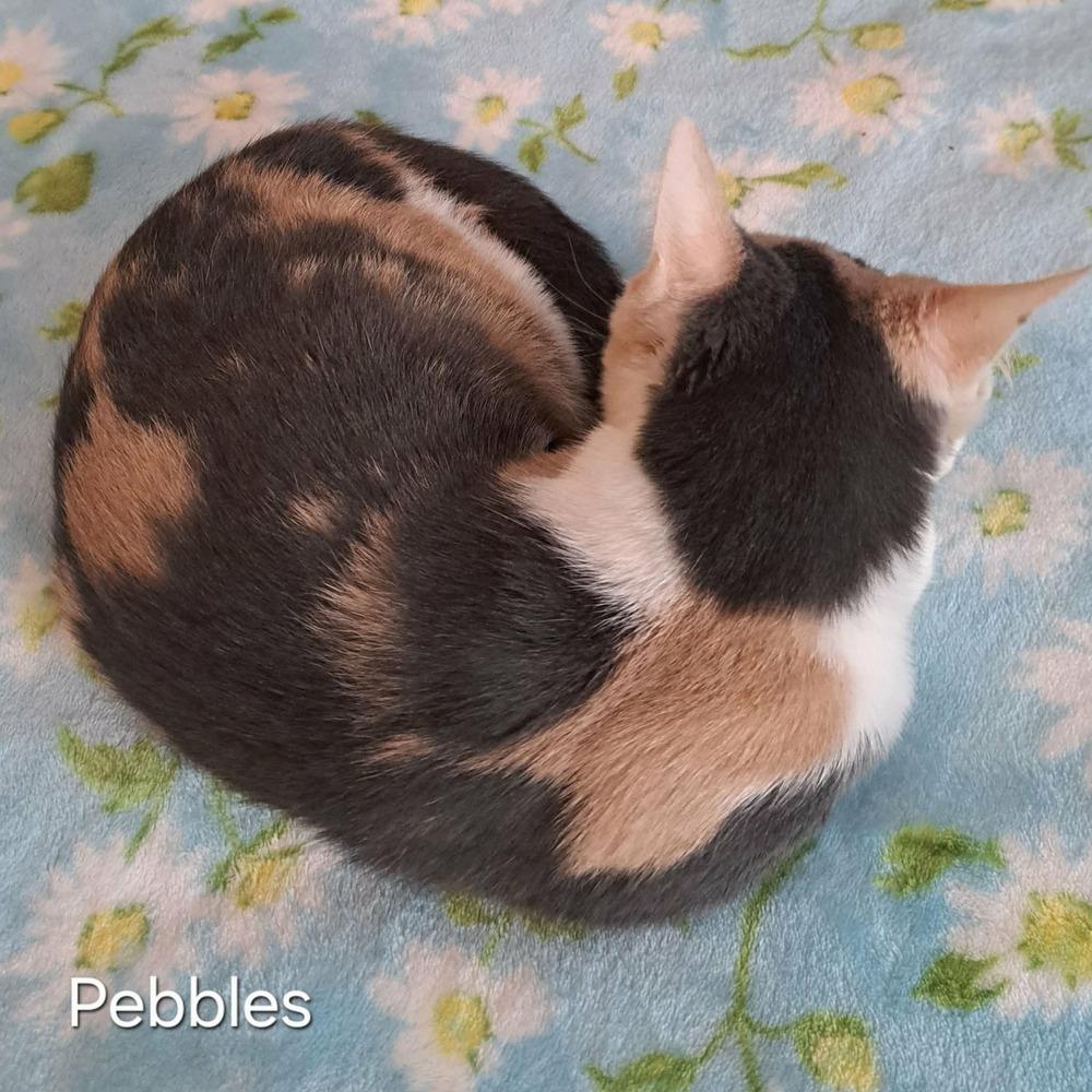 Enlarge Pebbles, a Adoptable mixed breed in Groveland, MA image 2/4