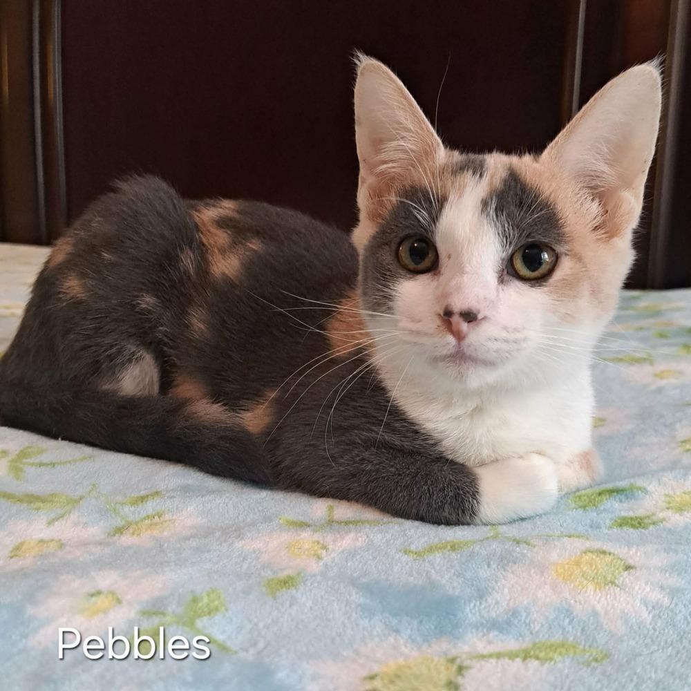 Enlarge Pebbles, a Adoptable mixed breed in Groveland, MA image 3/4