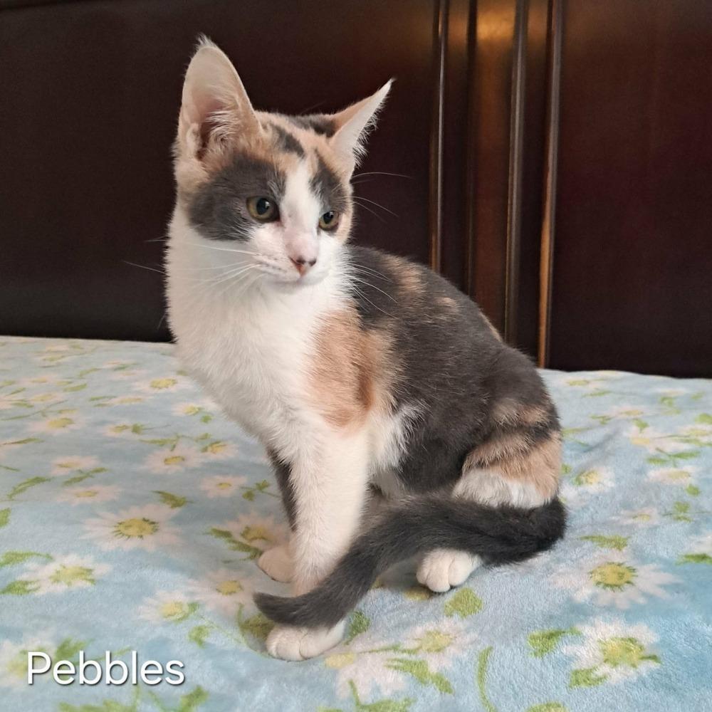 Enlarge Pebbles, a Adoptable mixed breed in Groveland, MA image 4/4