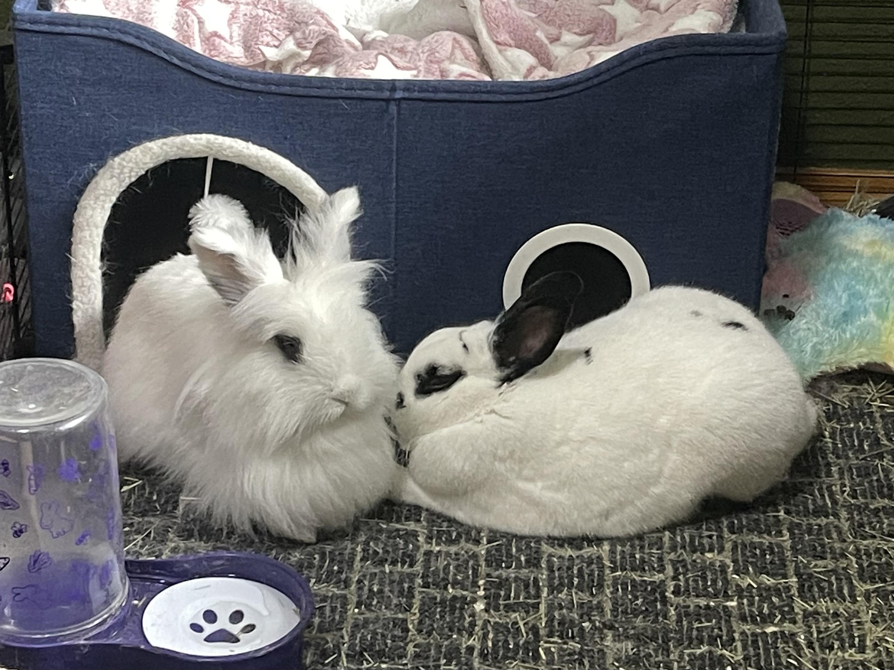 Enlarge Chance & Cloud, a Adoptable American in Gig Harbor, WA image 1/3