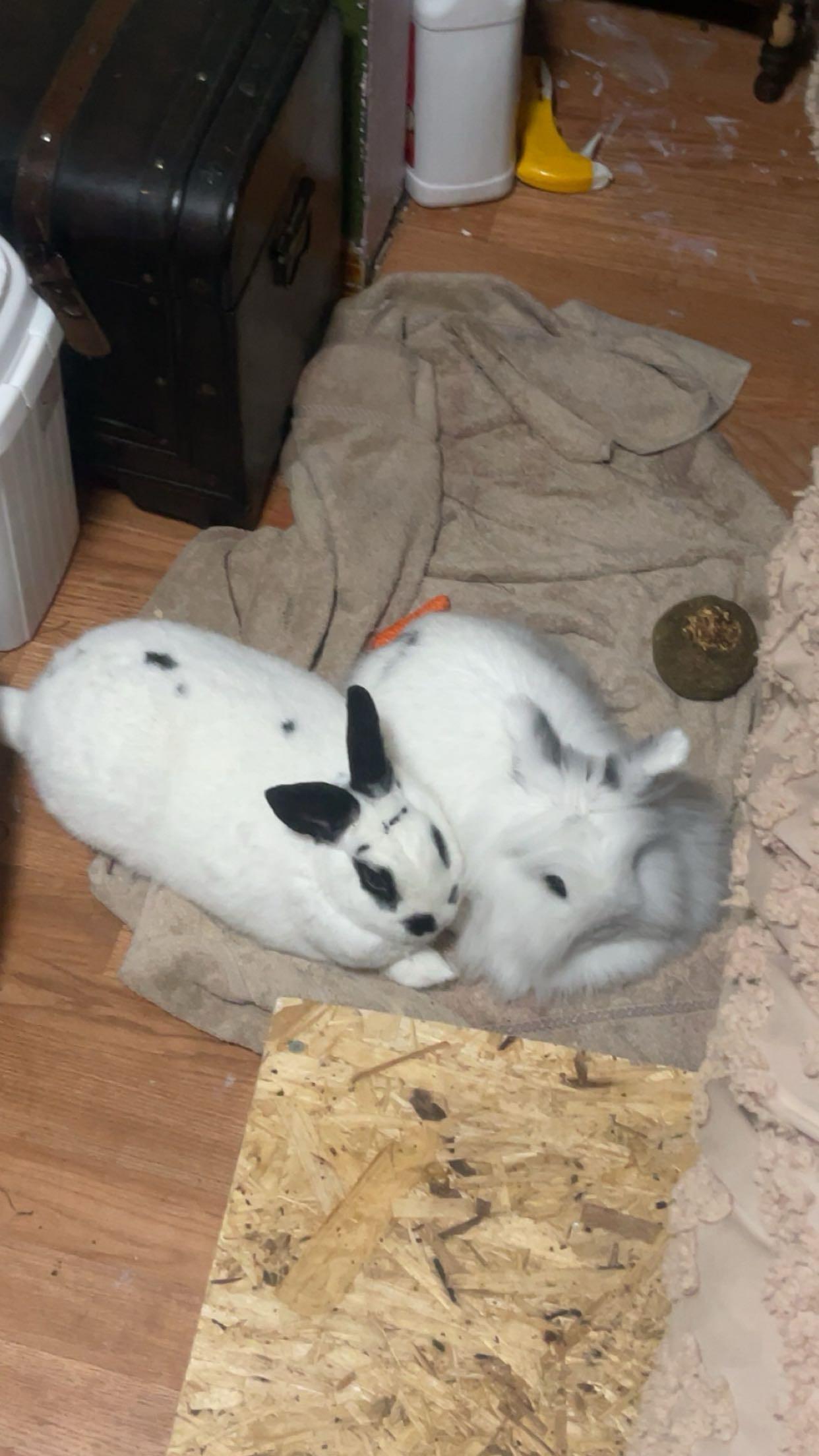 Enlarge Chance & Cloud, a Adoptable American in Gig Harbor, WA image 2/3