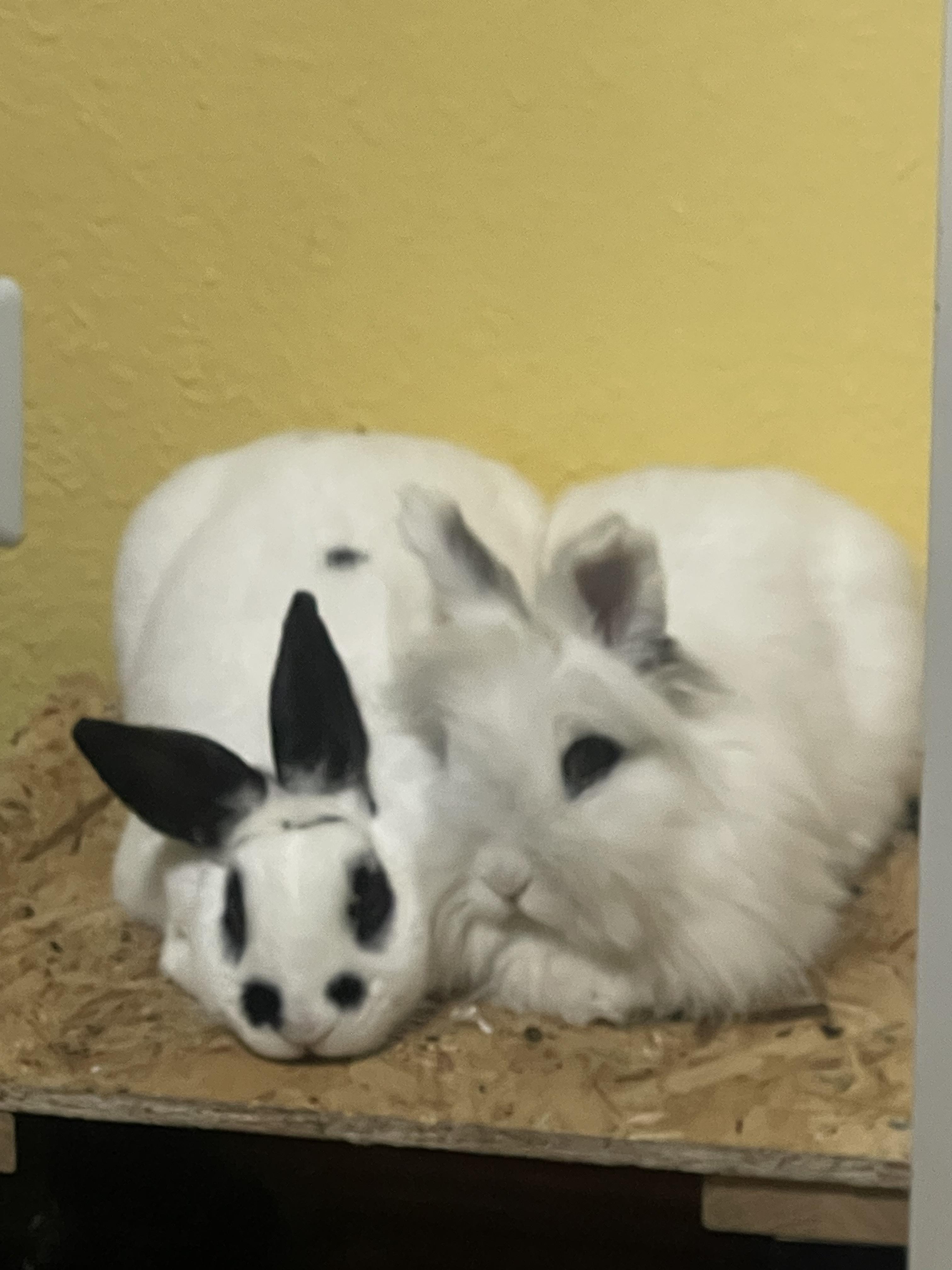 Enlarge Chance & Cloud, a Adoptable American in Gig Harbor, WA image 3/3