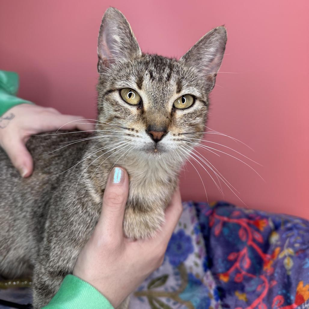 Dolly, Adoptable, Adult Female Domestic Short Hair.