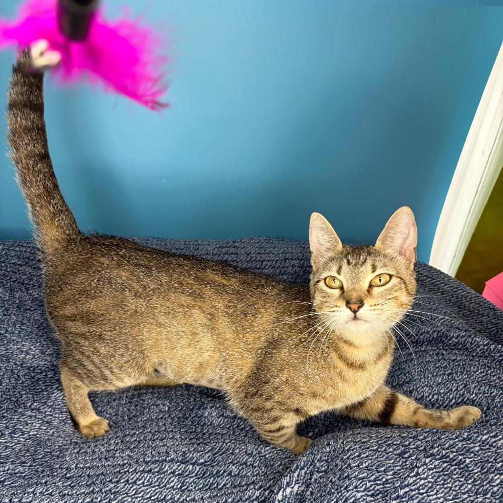 Dolly, a Adoptable Domestic Short Hair in San Antonio, TX image 2/6