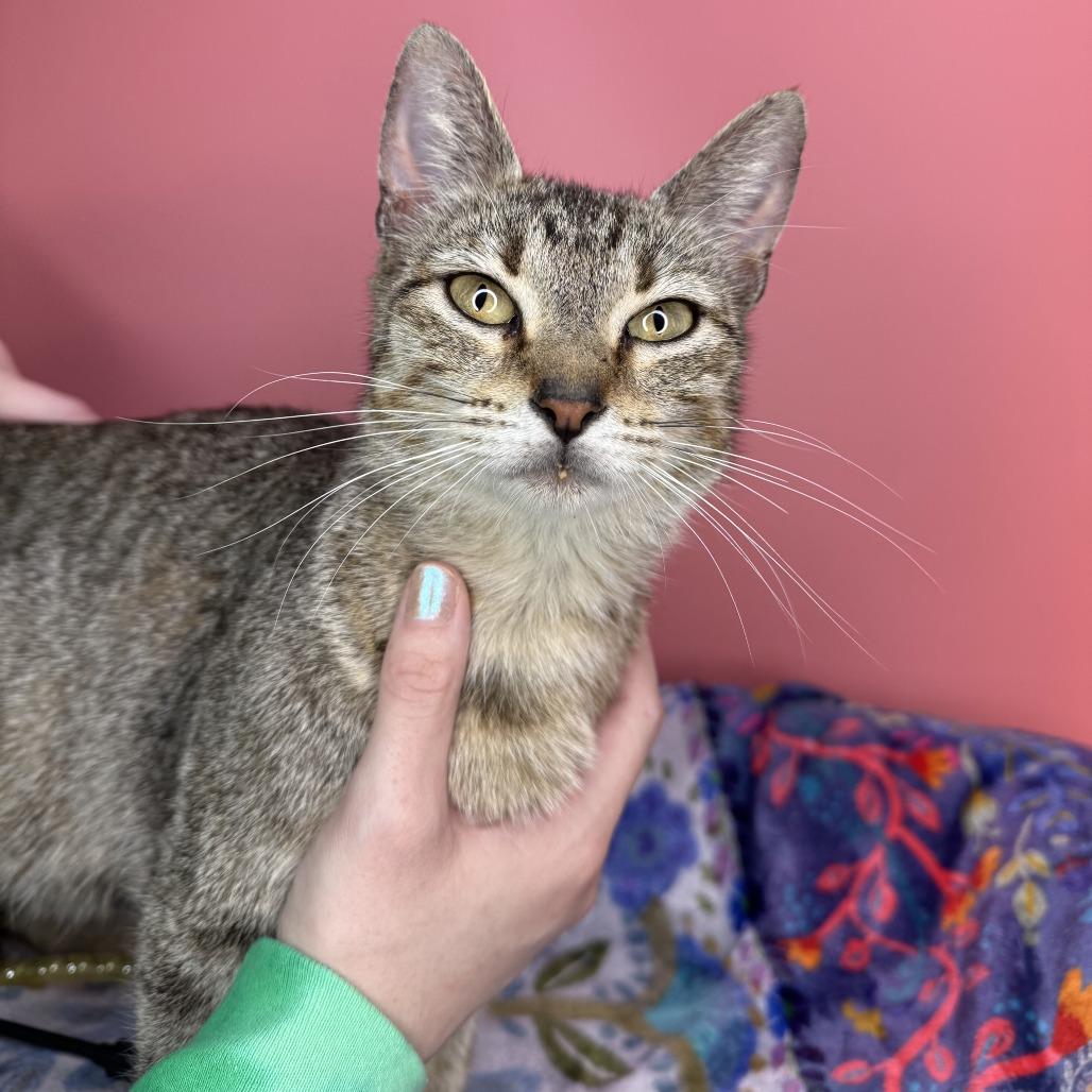 Dolly, a Adoptable Domestic Short Hair in San Antonio, TX image 3/6