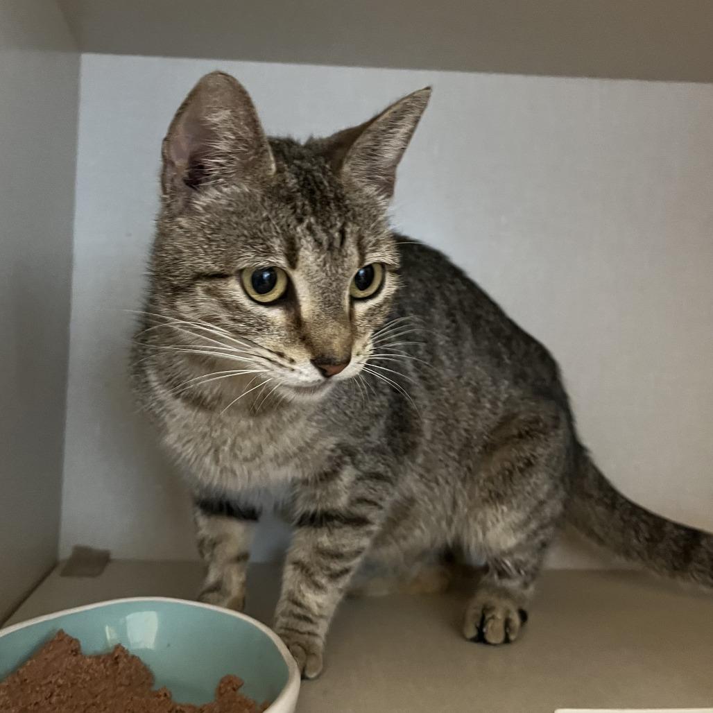Dolly, a Adoptable Domestic Short Hair in San Antonio, TX image 4/6