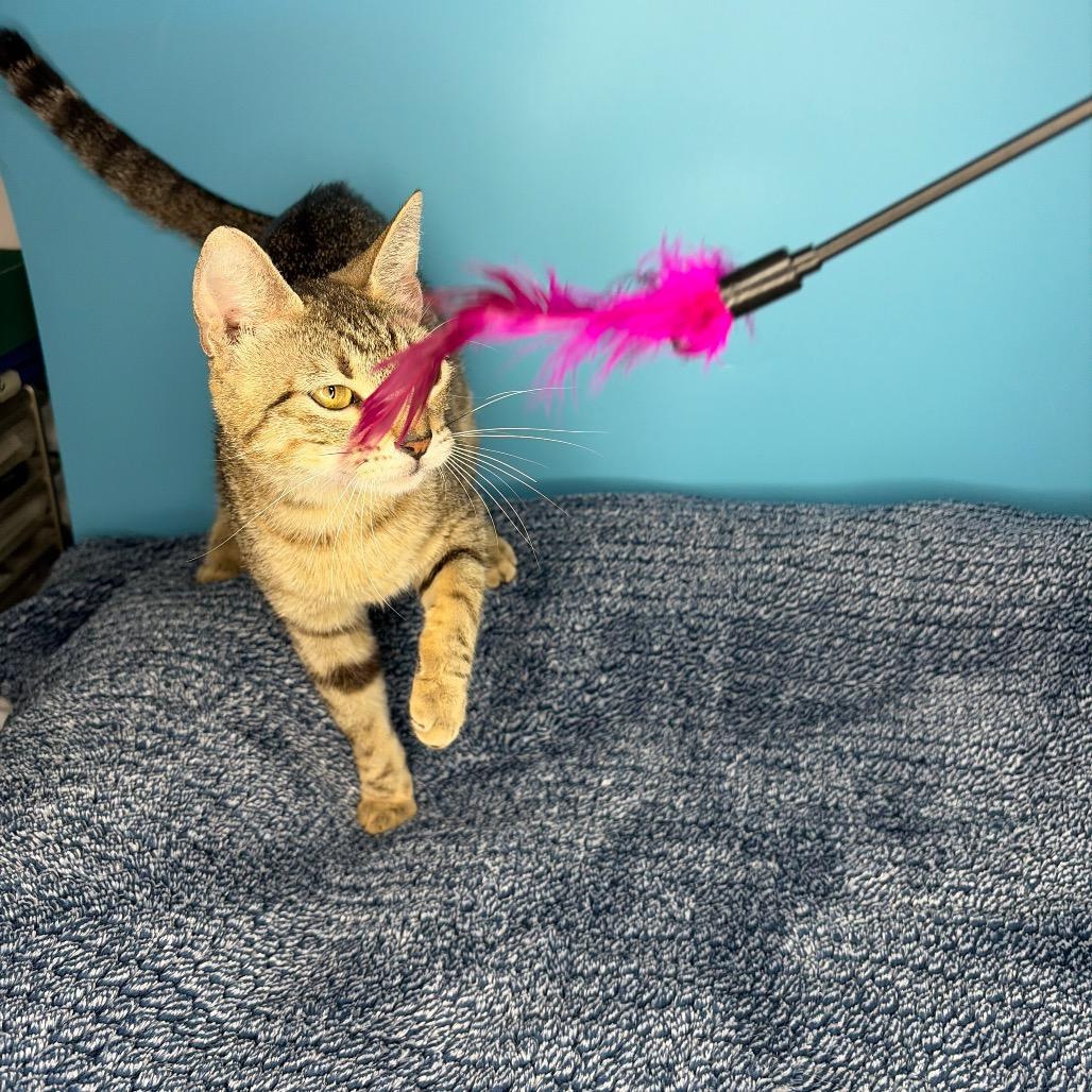 Dolly, a Adoptable Domestic Short Hair in San Antonio, TX image 5/6
