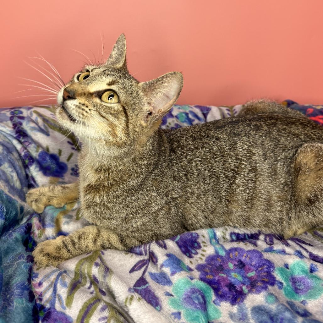Dolly, a Adoptable Domestic Short Hair in San Antonio, TX image 5/6
