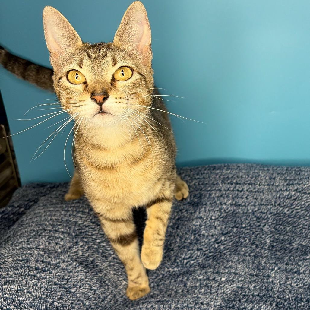 Dolly, a Adoptable Domestic Short Hair in San Antonio, TX image 6/6