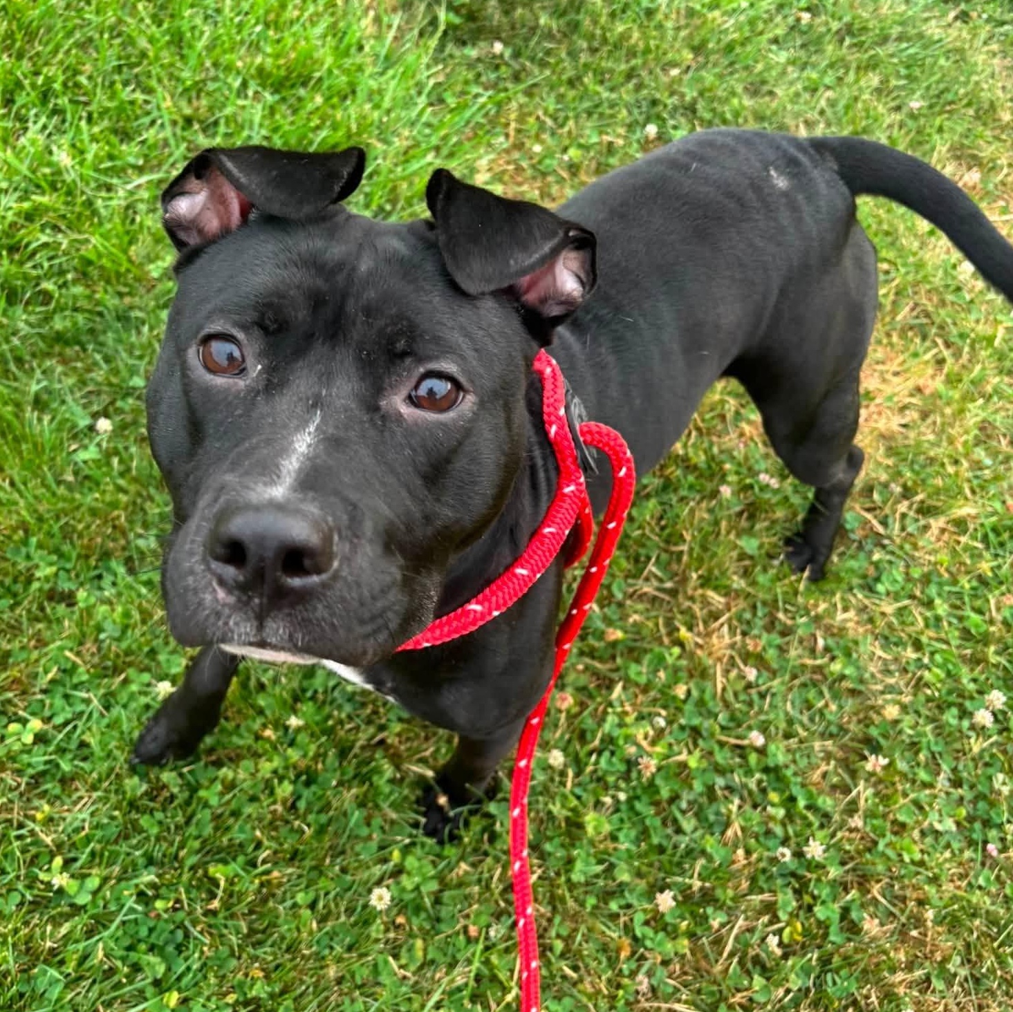Ursula, a ADOPTABLE Terrier in North Syracuse, NY image 2/3