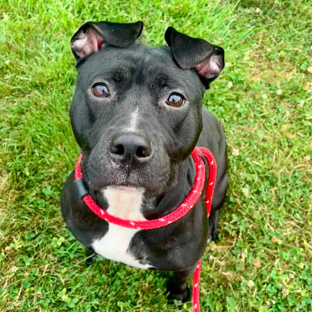 Ursula, ADOPTABLE, Young Female Terrier.