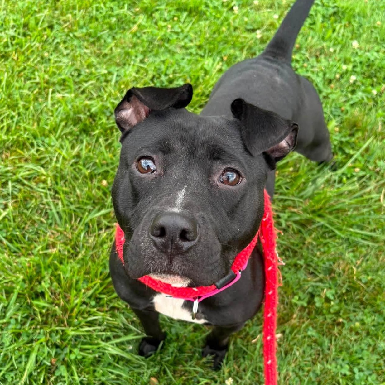 Ursula, a ADOPTABLE Terrier in North Syracuse, NY image 3/3