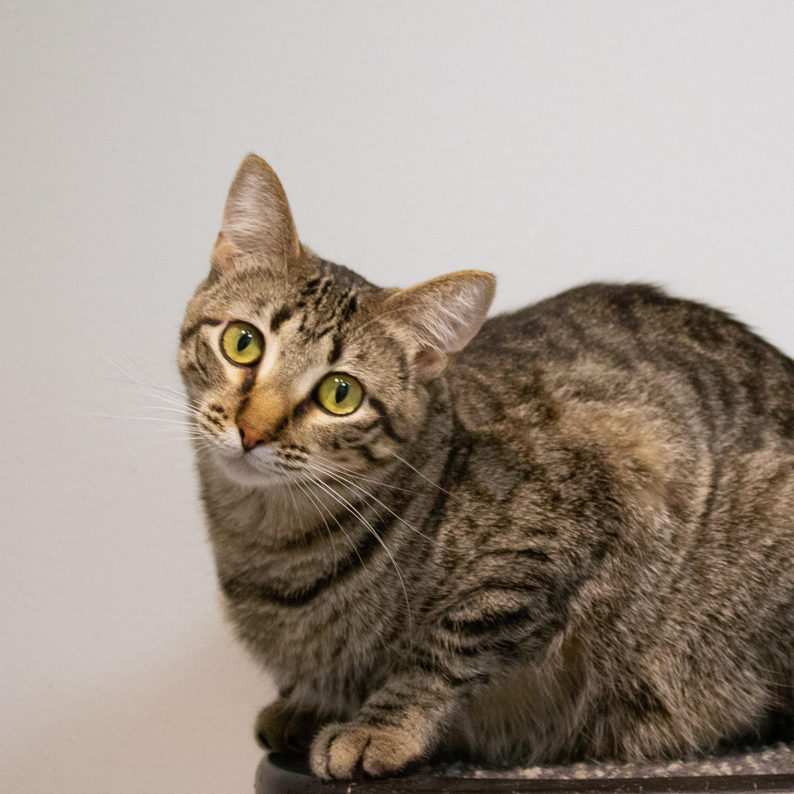 Mustang Sally, Adoptable, Young Female Domestic Short Hair.