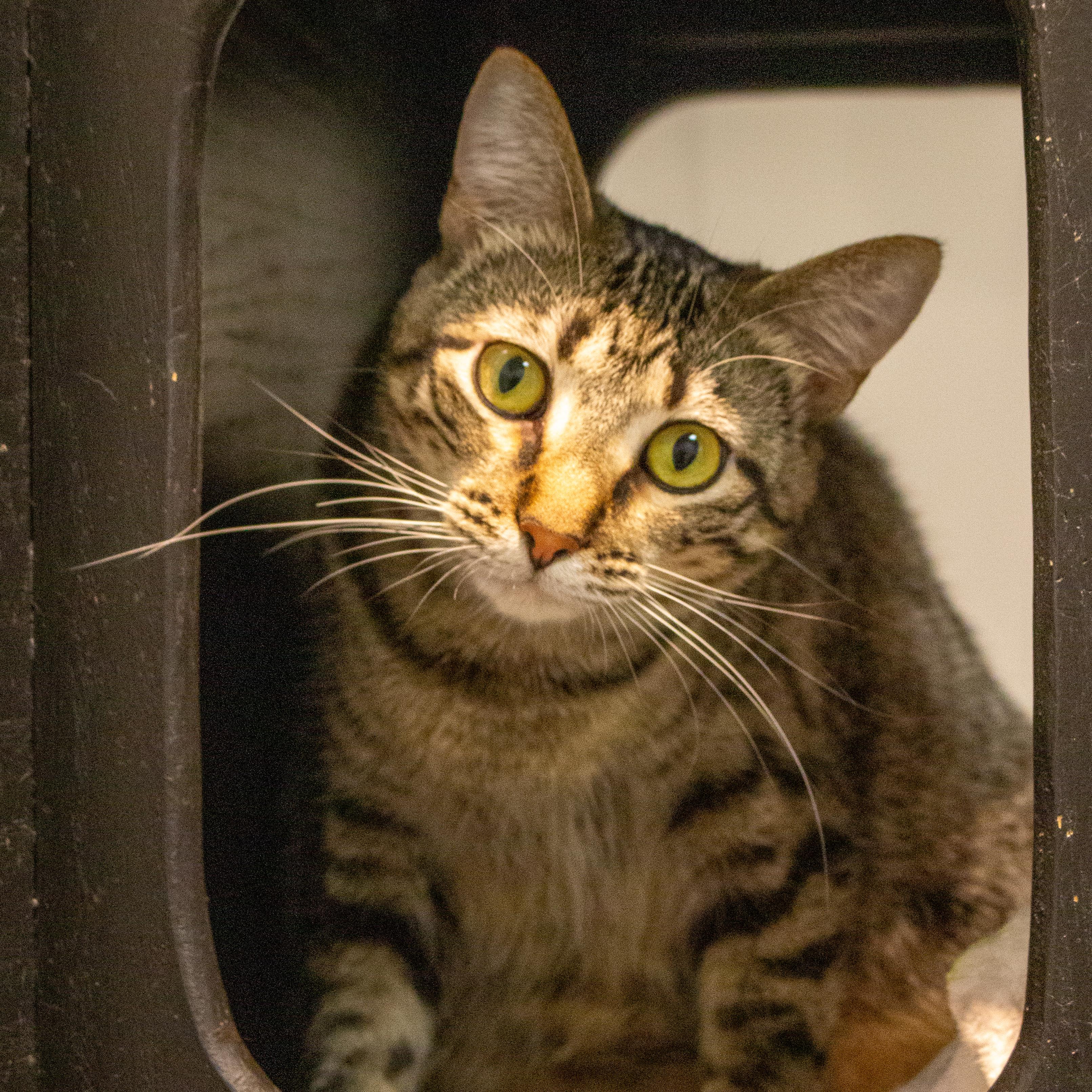 Enlarge Mustang Sally, a Adoptable Domestic Short Hair in Overland Park, KS image 2/3
