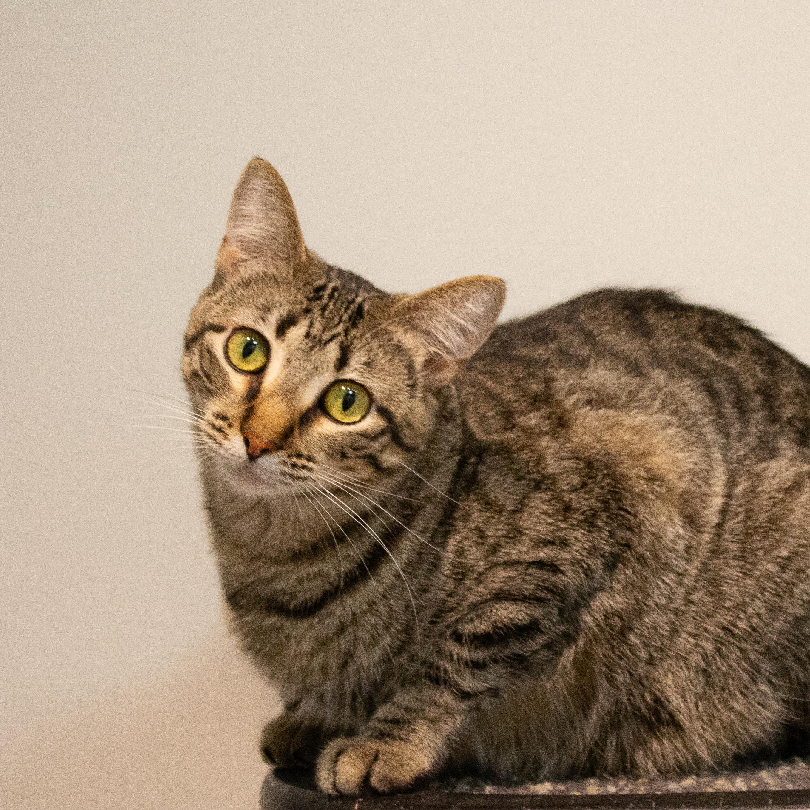 Enlarge Mustang Sally, a Adoptable Domestic Short Hair in Overland Park, KS image 1/3