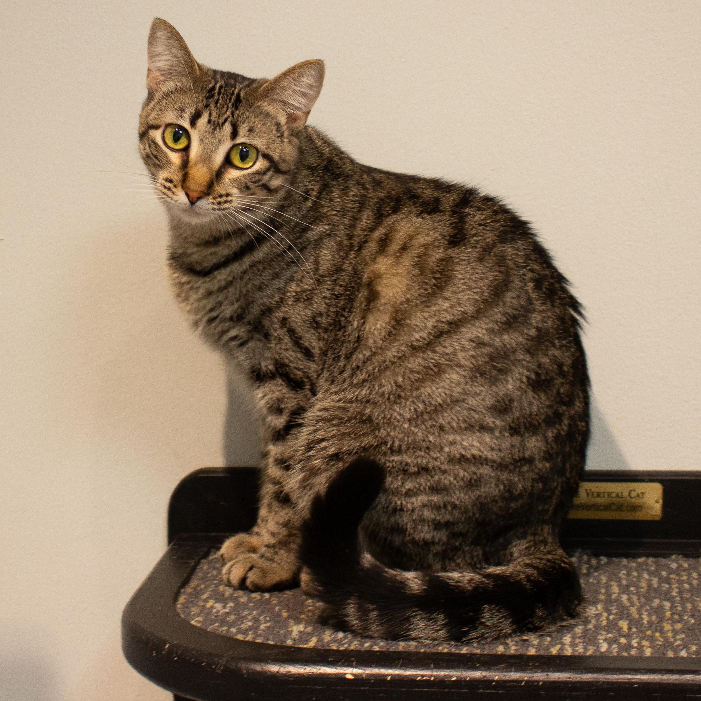 Enlarge Mustang Sally, a Adoptable Domestic Short Hair in Overland Park, KS image 3/3