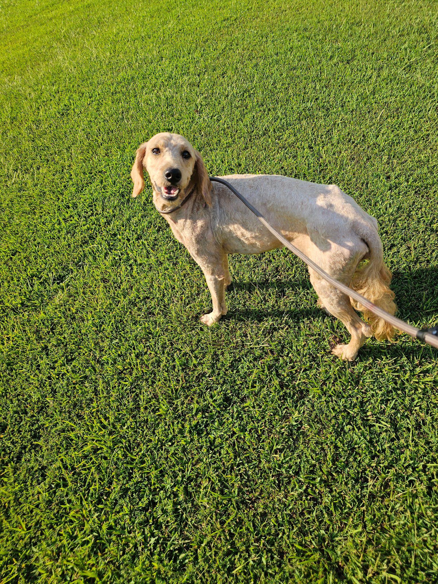 Sugar Pie, a Adopted Goldendoodle in Baldwyn, MS image 1/2