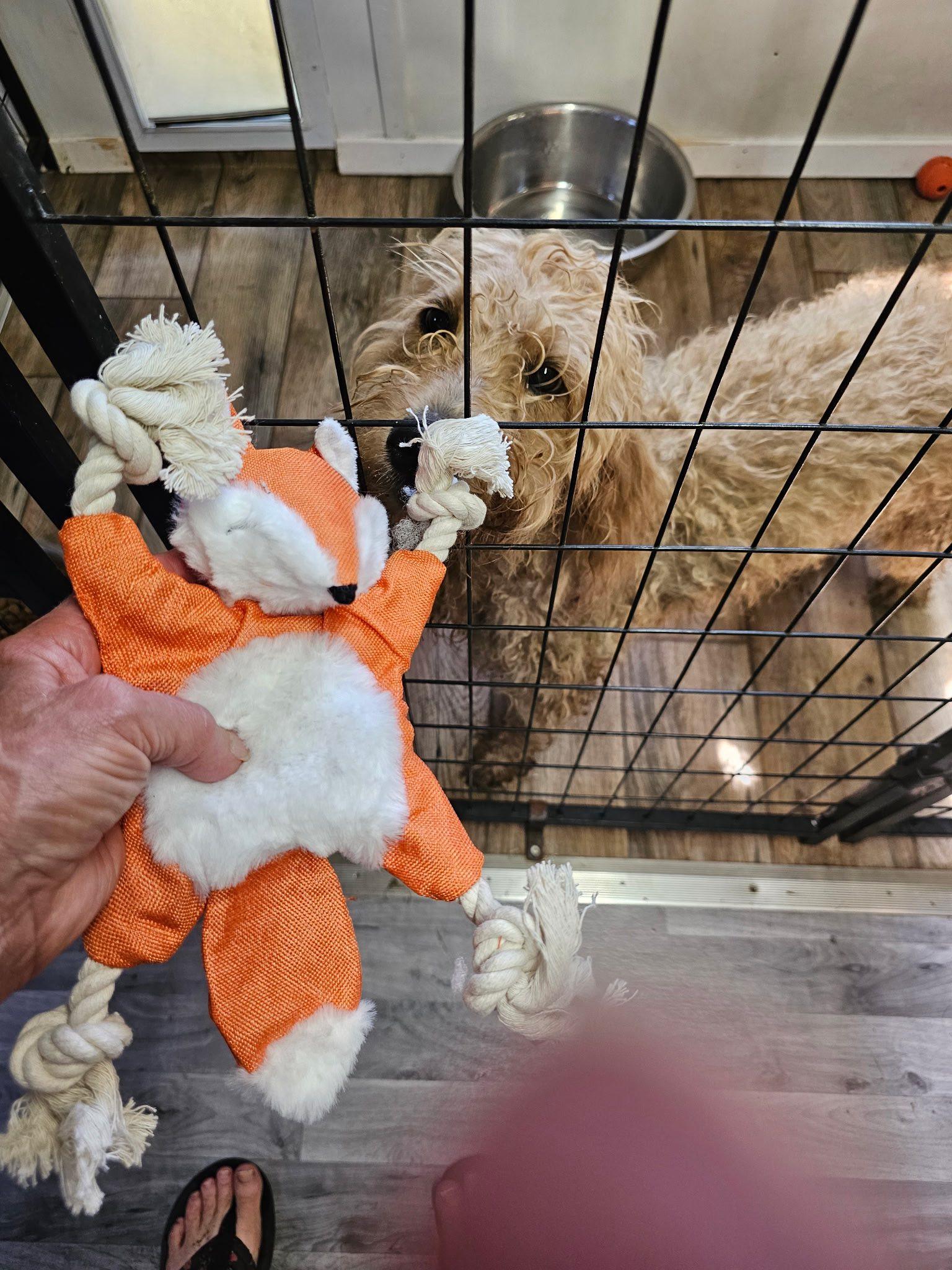 Sugar Pie, a Adopted Goldendoodle in Baldwyn, MS image 2/2