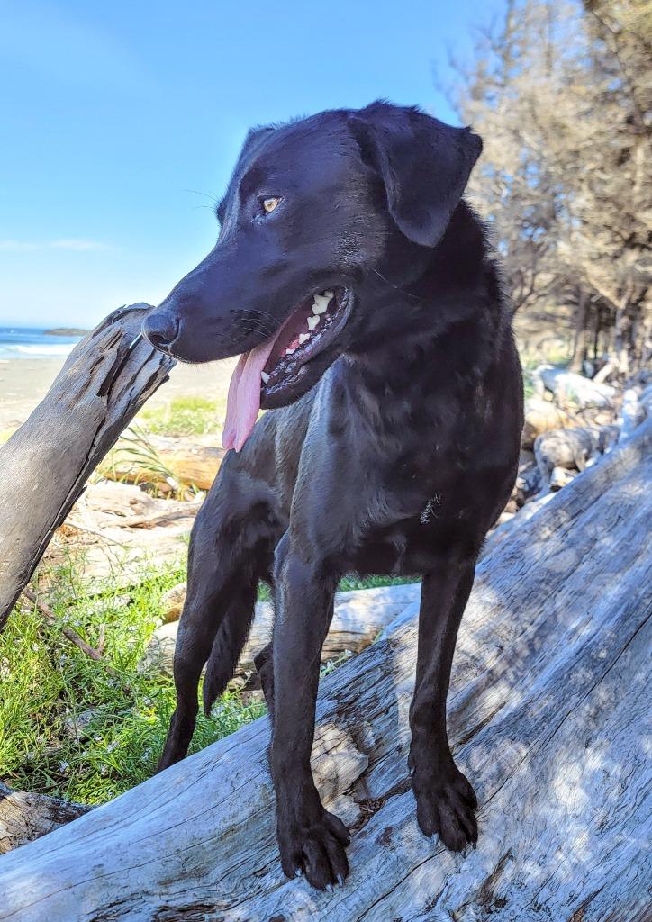 Goose, Adopted, Young Male Black Labrador Retriever & Flat-Coated Retriever.