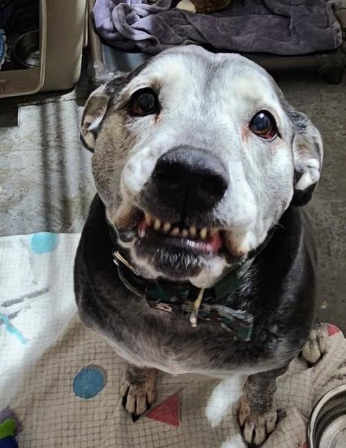 Rosie, Adoptable, Senior Female Labrador Retriever & Boxer.