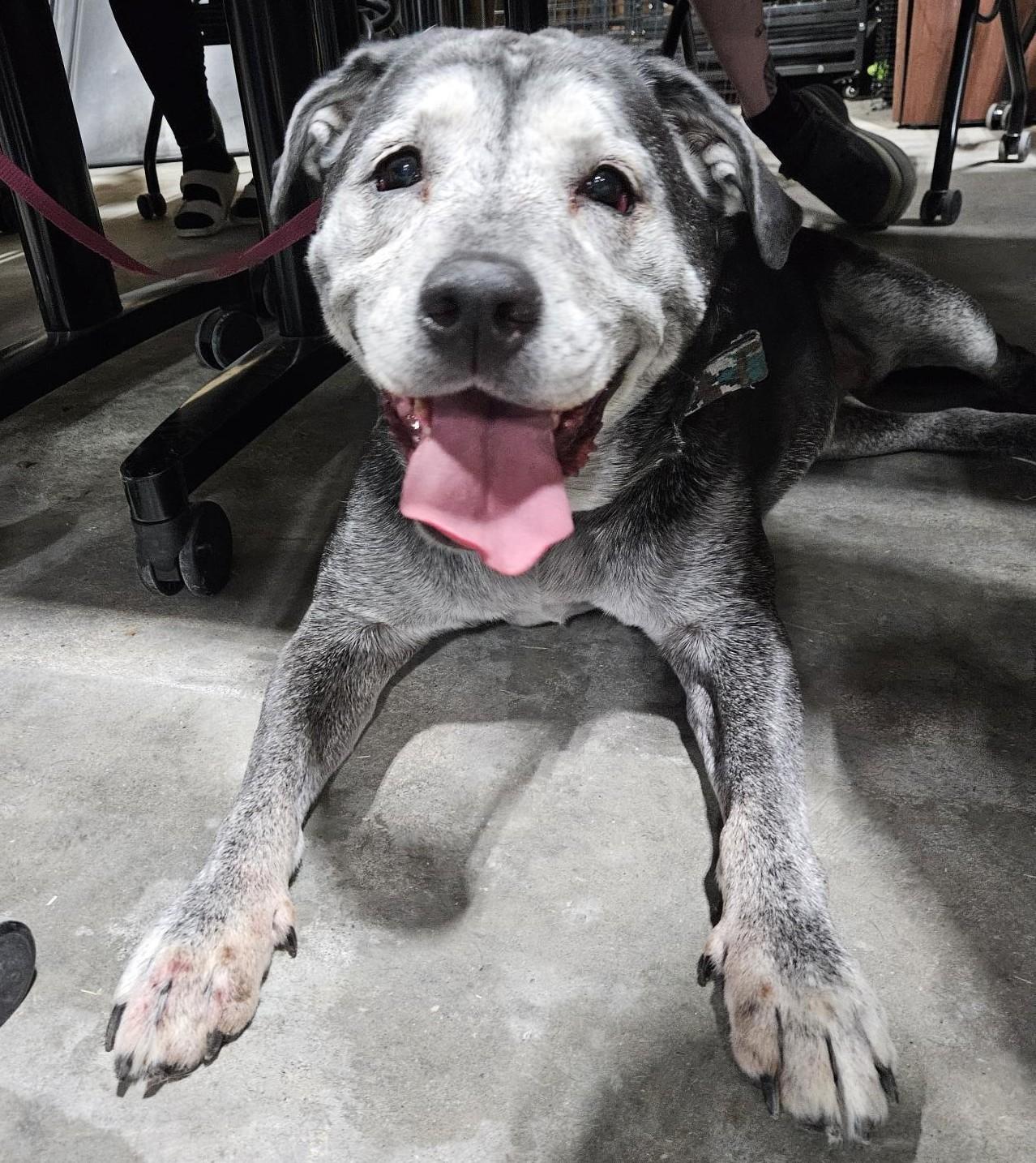 Enlarge Rosie, a Adoptable mixed breed in Billings, MT image 2/2