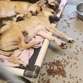 Mistletoe, Adoptable, Puppy Male Shepherd.