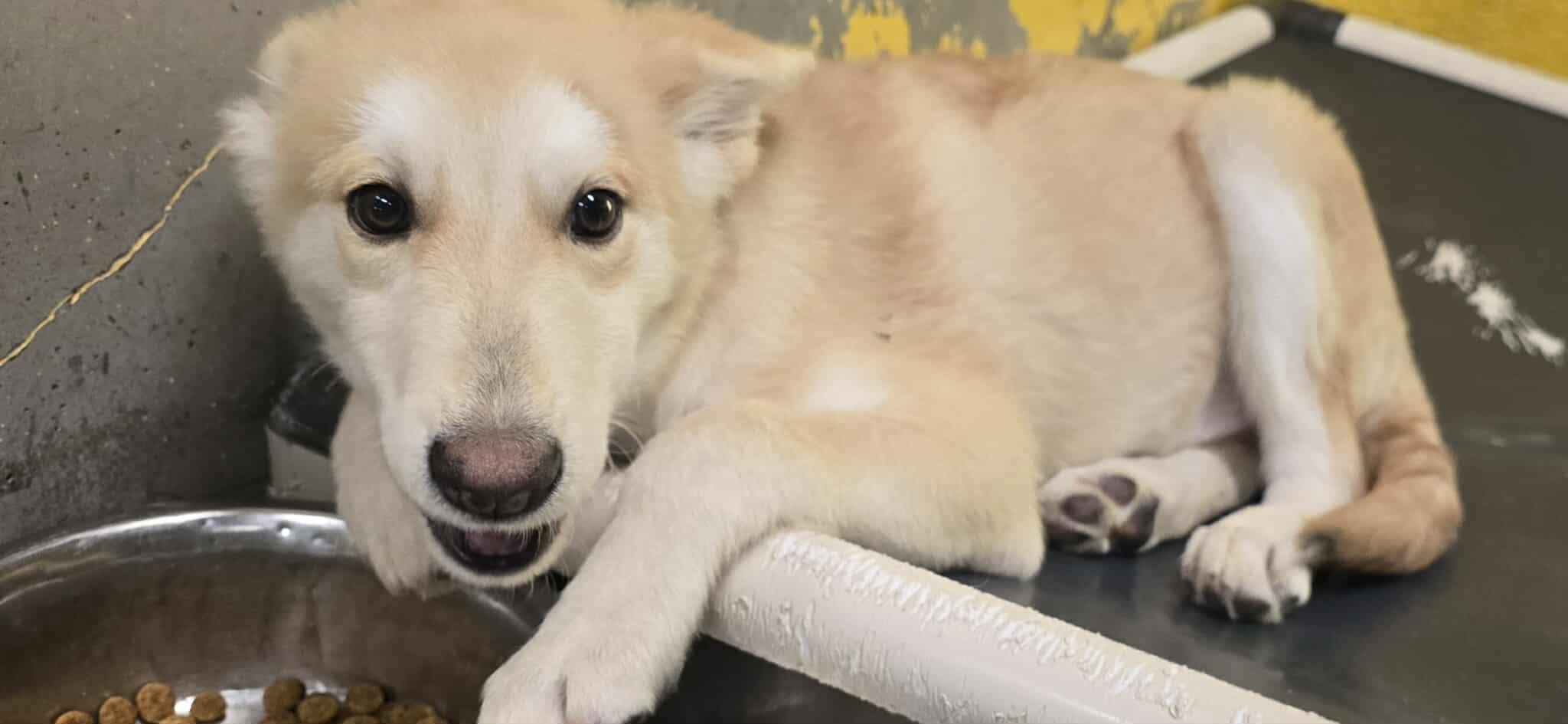 Enlarge Mistletoe, a Adoptable Shepherd in Redding, CA image 2/2