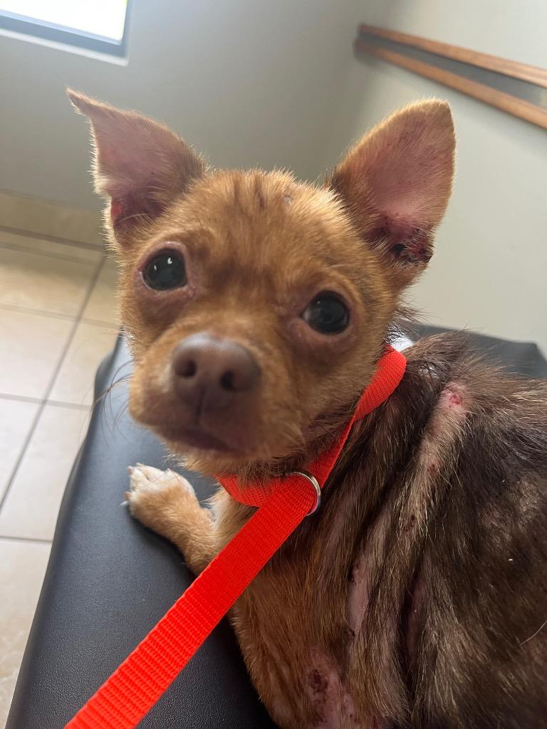 Enlarge Brianna, a Adoptable mixed breed in Murray, KY image 2/2